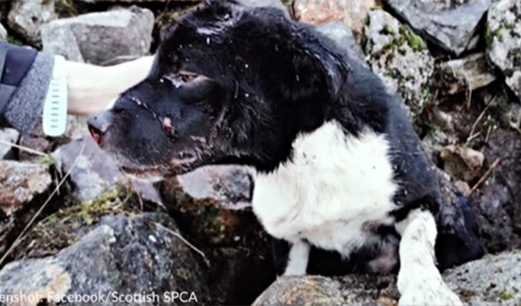 Border Collie, der lebendig unter einem Steinhaufen begraben aufgefunden wurde, wird von einem Retter adoptiert