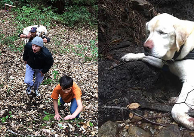 Blinder Hund seit 1 Woche im Wald verloren, von einem Feuerwehrmann gefunden und gerettet