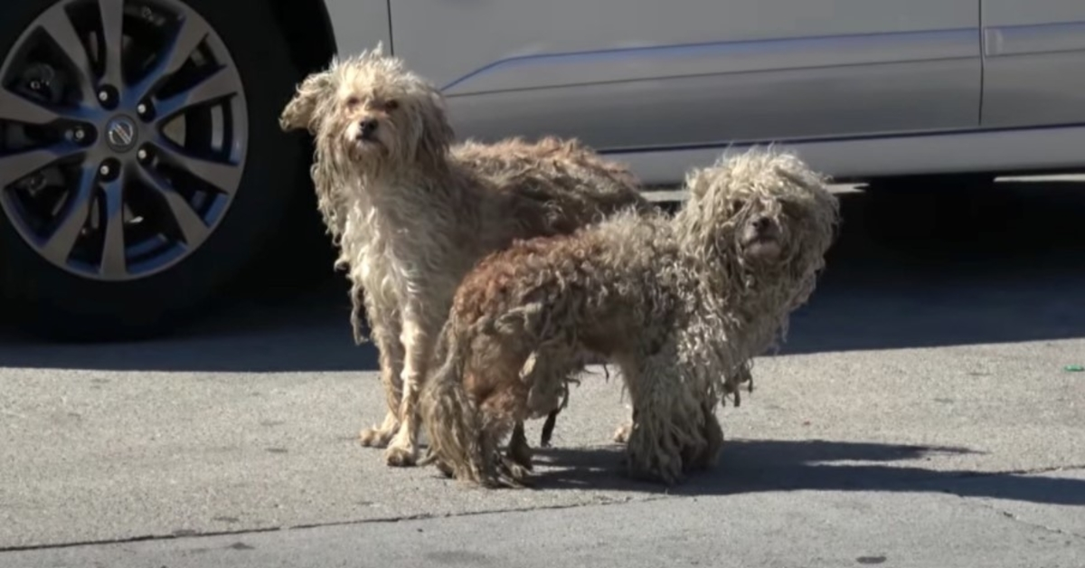 Zwei obdachlose Hunde hatten einander nur hier draußen auf den gemeinen Straßen