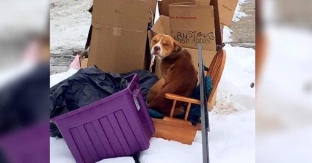 Angeketteter Hund, der vom Besitzer beleidigt wurde und sich nicht hinlegen konnte, will nur eine Sache