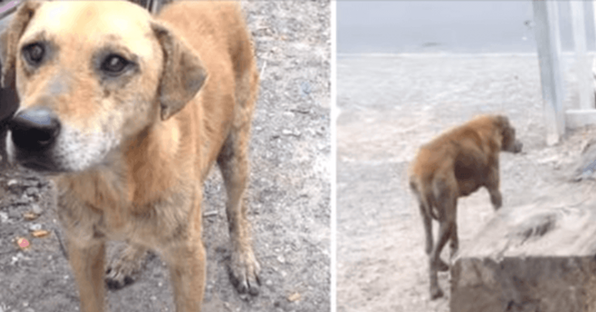 Straßenhund würde nicht ohne ihre Freundin gehen und führt Retter zu ihr