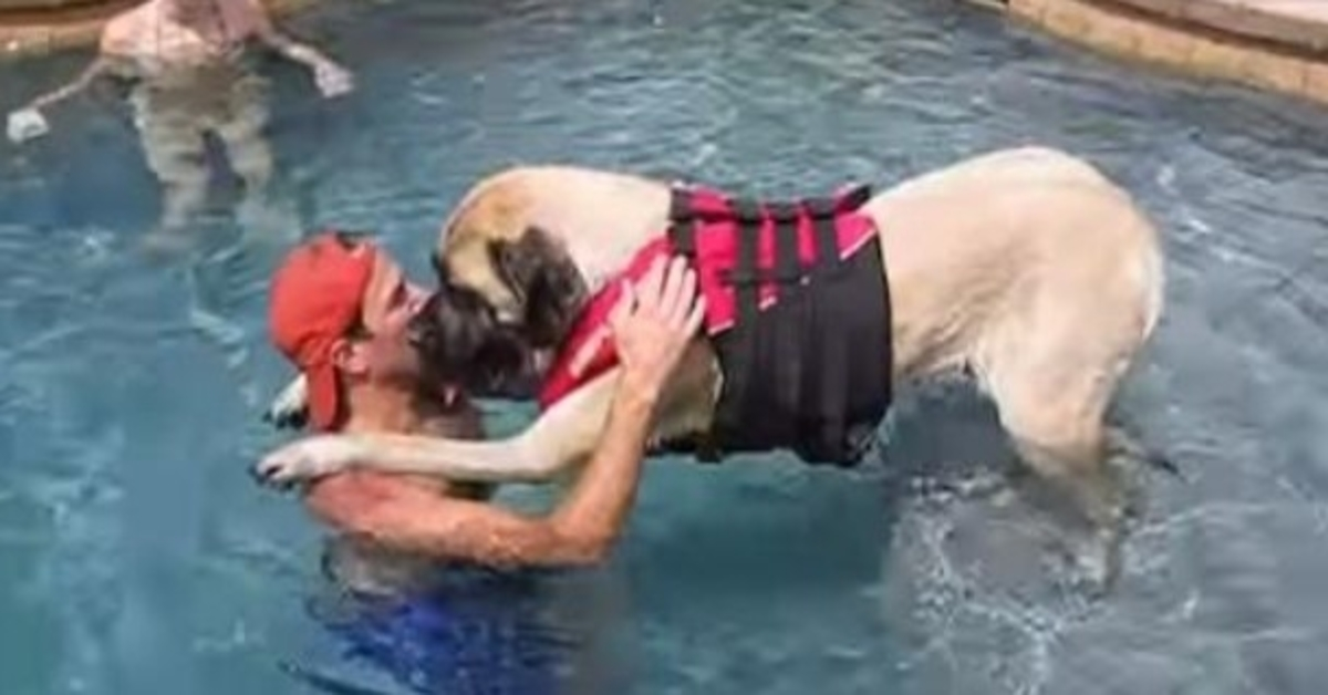 Riesiger Hund hat Angst vor Wasser, deshalb bringt ihr liebevoller Vater ihr das Schwimmen bei