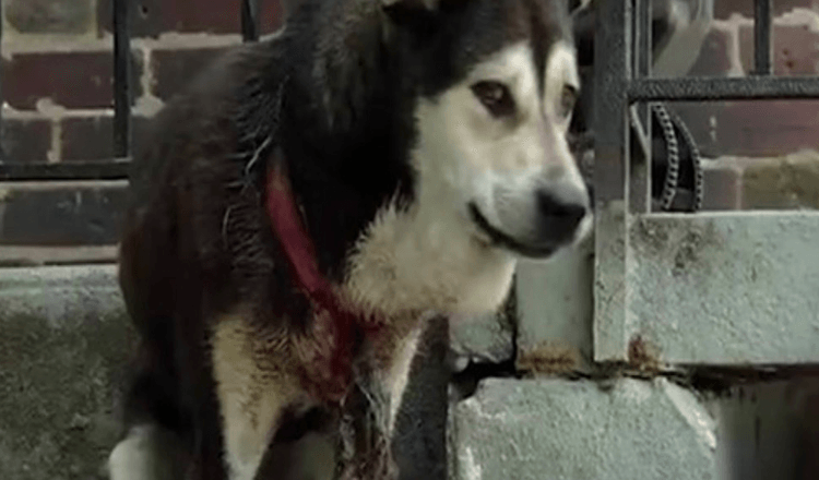 Hund von Welpenhalsband gefoltert, vernachlässigt und dann wieder gesund gepflegt