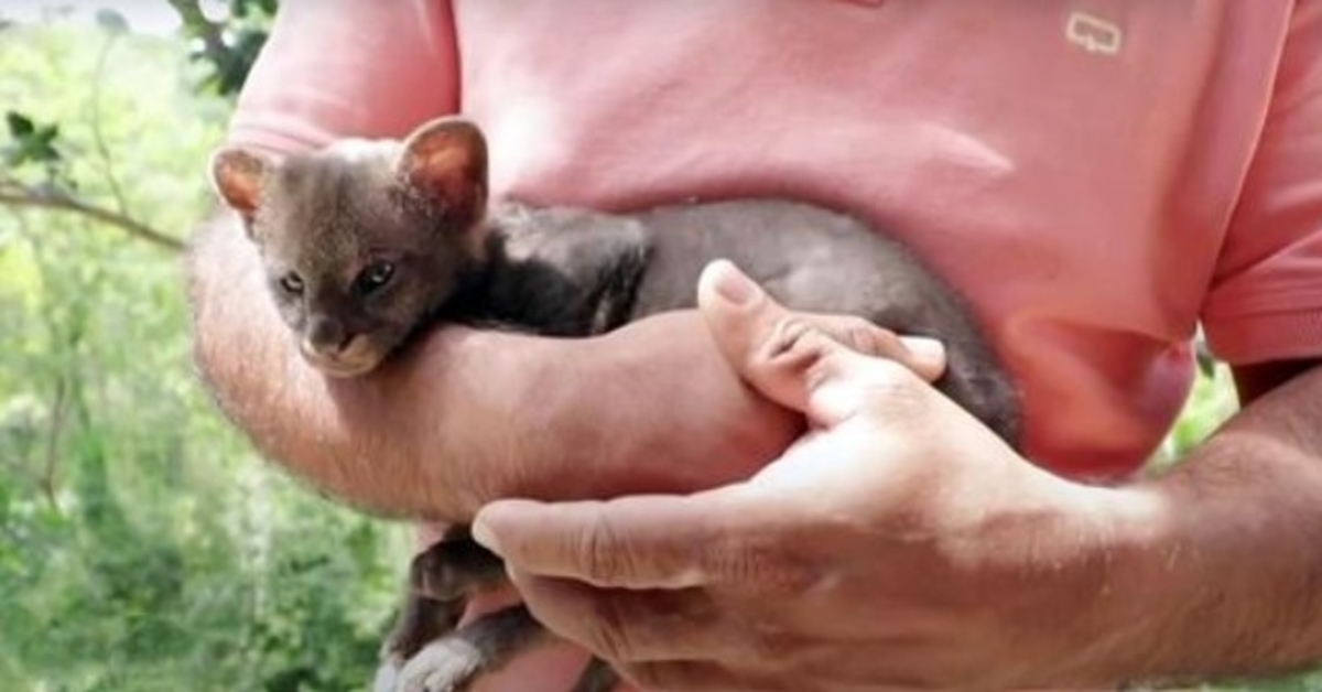 Bauer rettet streunendes „Kätzchen“ vom Straßenrand, Katze wird zum Pumajungen