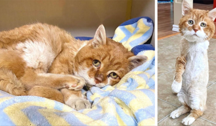 Kaum hängend kehrt eine dreibeinige Katze in das Haus zurück, in dem ihr einst Freundlichkeit gezeigt wurde