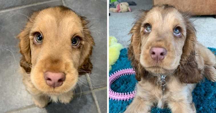 Lernen Sie Winnie kennen, den Cocker Spaniel mit den schönsten Augen der Welt