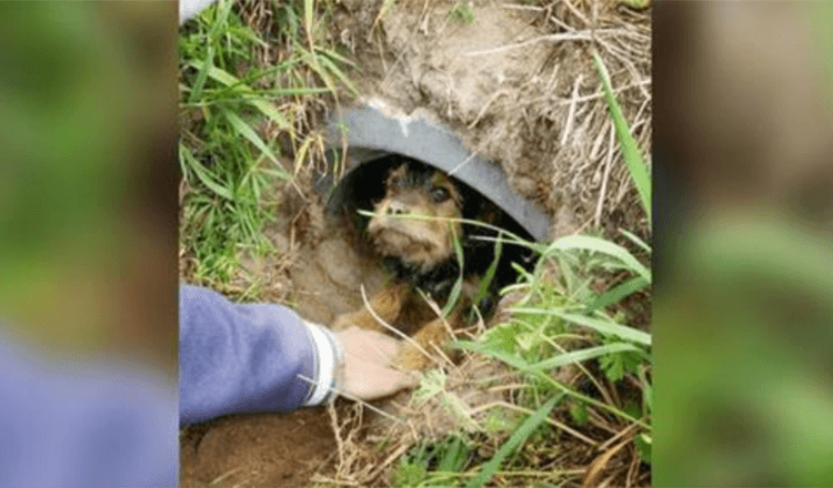 Dieser Hund mit gebrochenen Beinen lebte allein in einem Graben