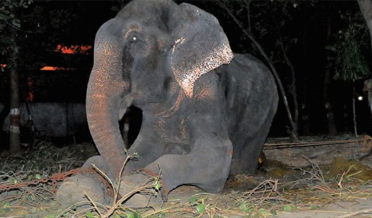 Elefant Raju weint, nachdem er aus 50 Jahren Leiden in Ketten gerettet wurde