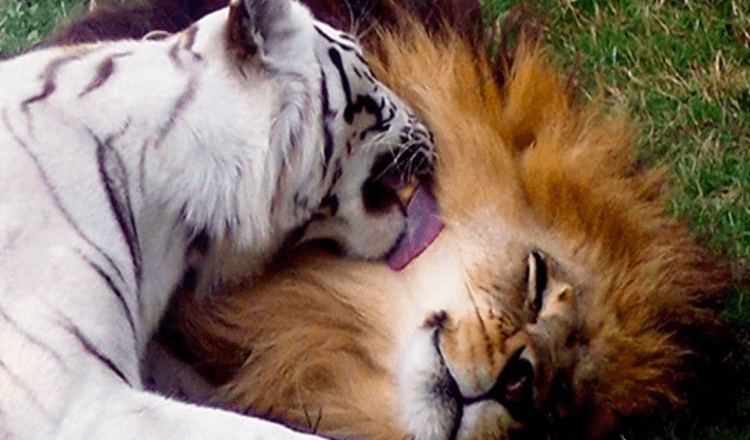 Löwe verliebt sich in weißen Tiger, sie fliehen gemeinsam aus dem Zoo