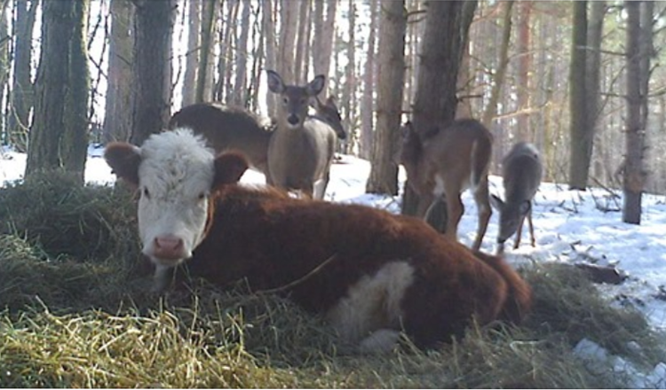 Baby-Kuh entkommt aus dem Schlachthof und wird von einer Familie von Wildhirschen adoptiert