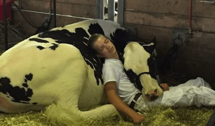 Müder Junge und seine Kuh verlieren auf dem Milchmarkt, schlafen ein und gewinnen das Internet