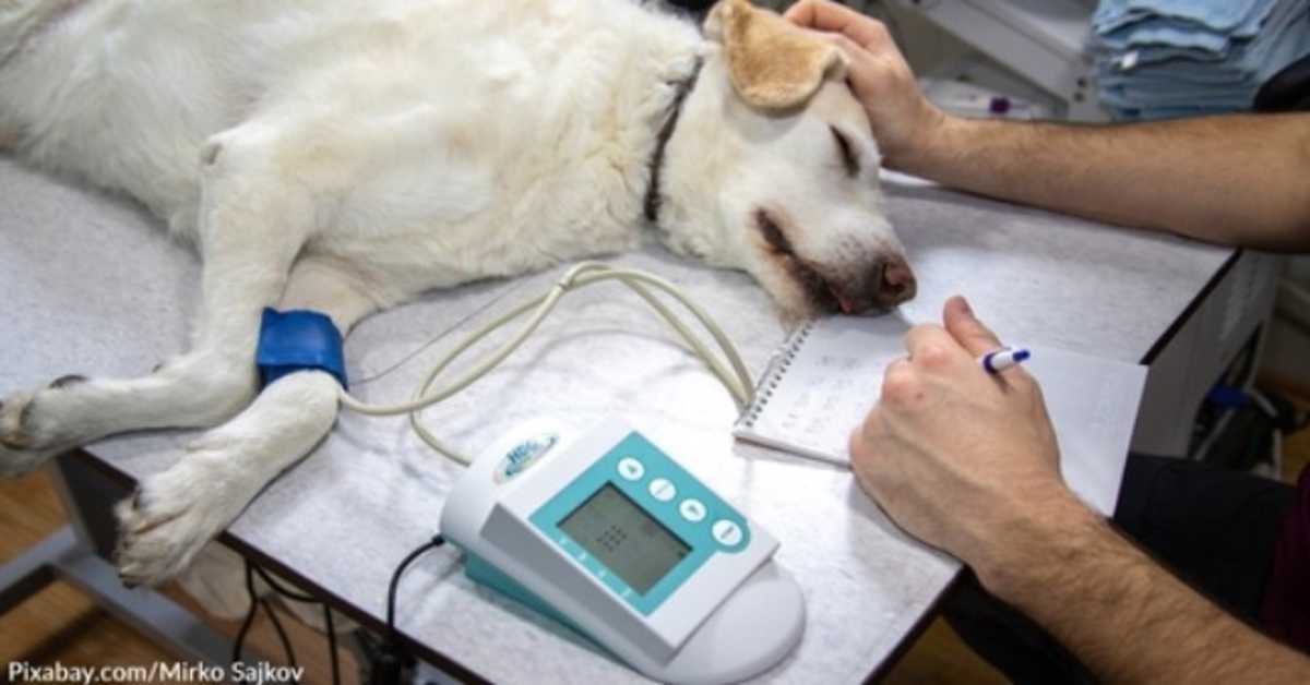 Tierklinik hat ein Glas voller Pralinen für eingeschläferte Hunde