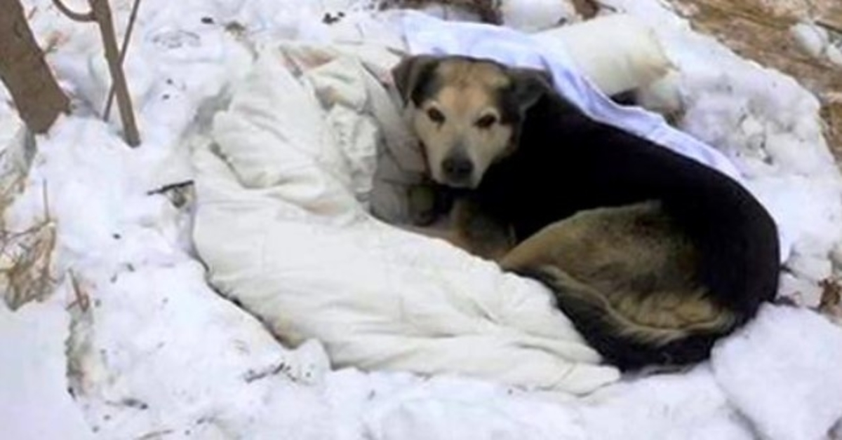 Hunde im Rudel der Streuner sterben einer nach dem anderen, der Letzte, der übrig bleibt, wird ganz allein