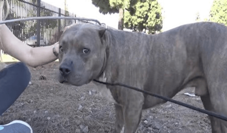 Verletzter Pitbull schreit und wimmert vor Schmerzen, als Retter auf ihn zukommen und ihn von Bahngleisen retten