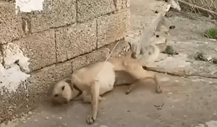 Ein Mann nähert sich einem Hund, der an die Wand gekettet ist, und sie beginnt, mit dem Schwanz zu wedeln