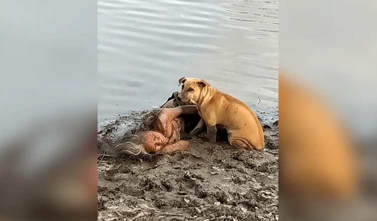 Streunender Hund findet und beschützt blinde ältere Frau am Fluss