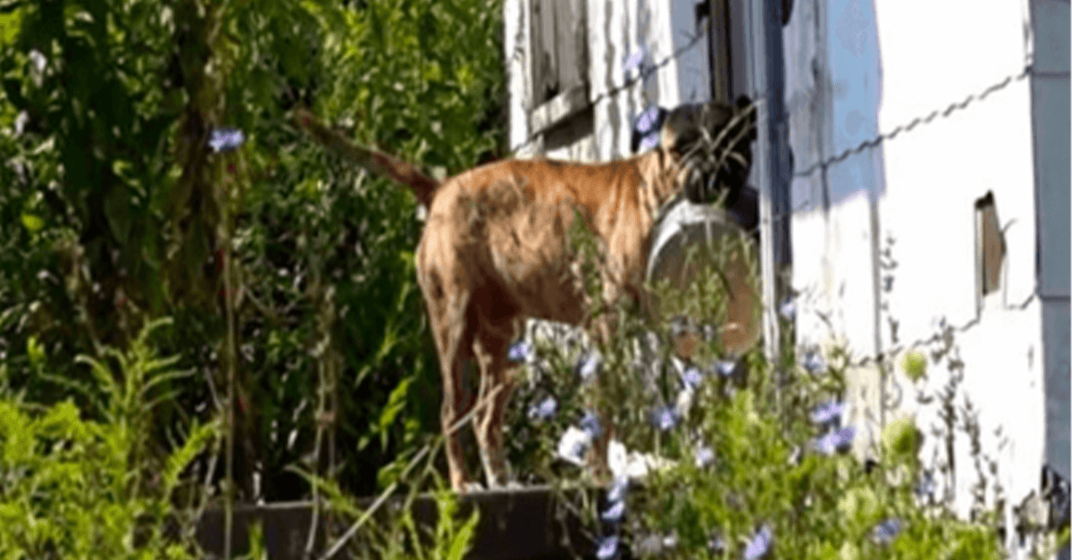 Verlassener Hund trägt leere Schüssel von Tür zu Tür in der Hoffnung, dass ihn jemand füttert