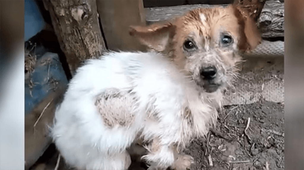 Mit schmerzerfüllten Schritten nähert sich ein Hund den Rettern und hofft, seinem elenden Leben zu entkommen!