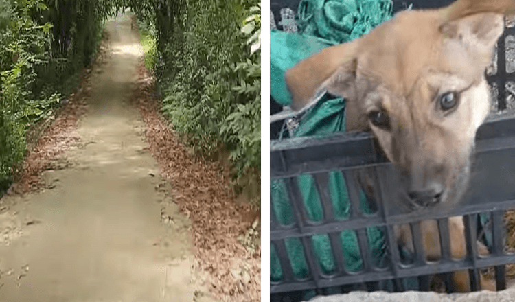 Mann findet auf dem Heimweg einen verlassenen und verletzten Welpen in einer schwarzen Kiste