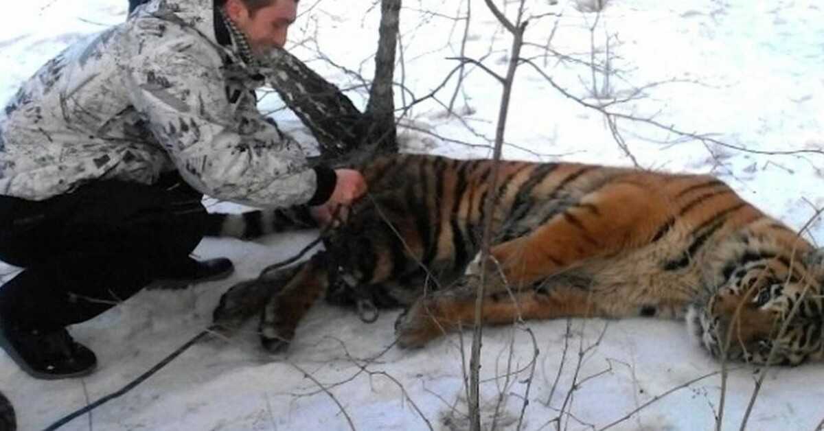 Ein wilder Tiger kam und bat um Hilfe, um ihm die Schlinge um den Hals zu lösen