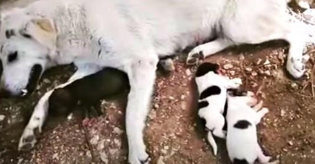 Auto-gelähmter Hund, als sie in die Wehen ging, Mama und Baby klammern sich an und bitten um Gebet