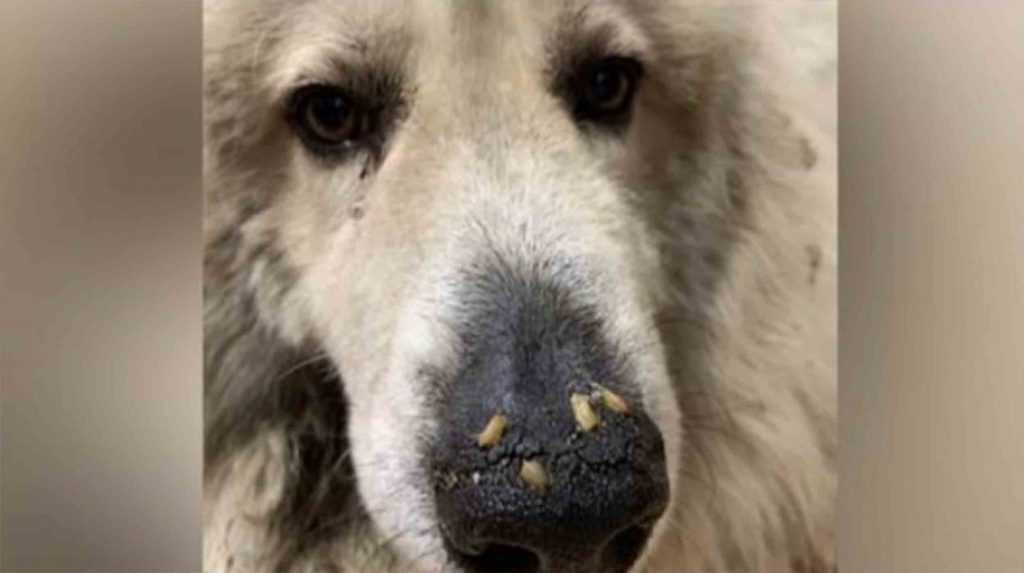 Hund, der nur wenige Tage vor dem Tod mit Maden entdeckt wurde, die in der Schnauze krabbeln