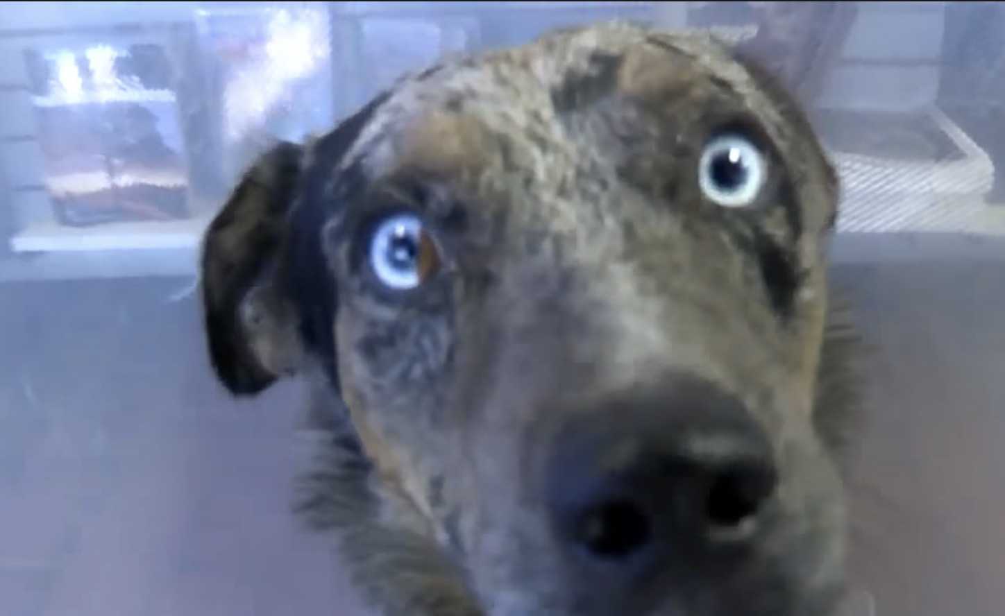 Hund mit zwei gebrochenen Beinen taumelt zu einer abgelegenen Park Ranger Station und sucht Hilfe