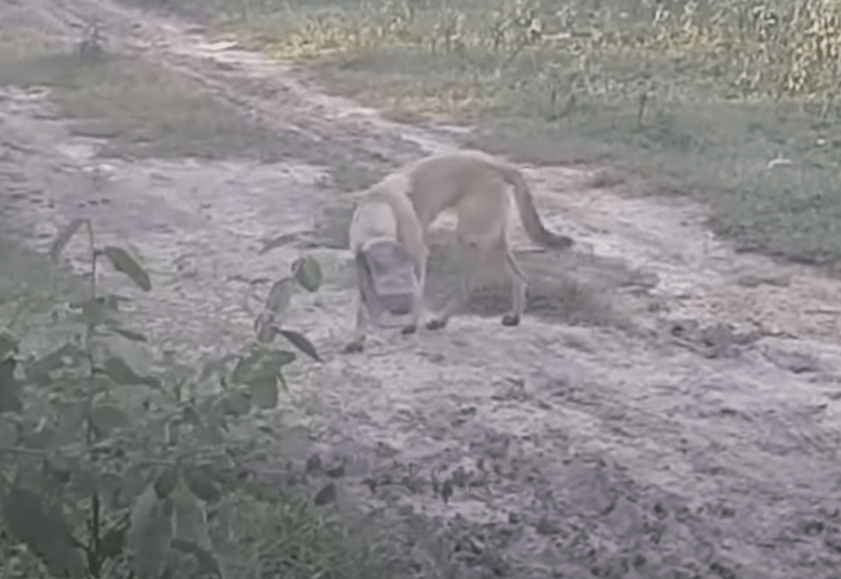 Verzweifelt erschöpfter Hund mit Glas auf dem Kopf hingelegt und zu ersticken begonnen