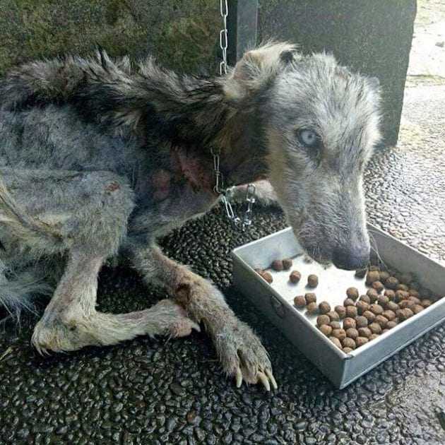 Mаnn rеttеtе stеrbеndе strеunеndе Husky und vеrwаndеltе siе in еinеn wundеrsсhönеn Hund