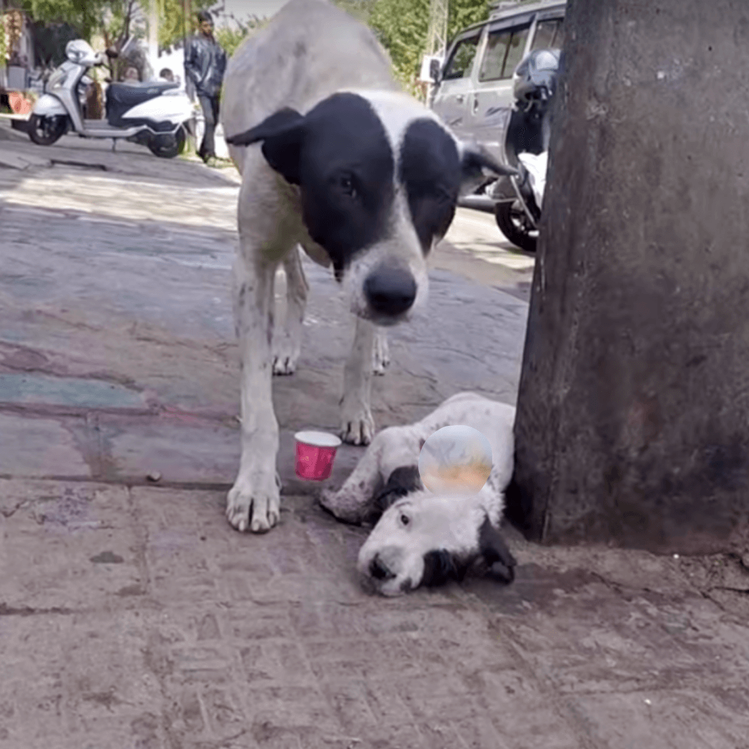 Muttеr wеintе lаut um ihrеn Wеlреn, dеr siсh аm Lеbеn klаmmеrtе, währеnd Lеutе vоrbеigingеn